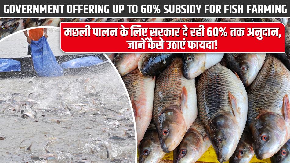 Government Offering Up to 60% Subsidy for Fish Farming – Here's How to Avail the Benefits! Government Offering Up to 60% Subsidy for Fish Farming – Here's How to Avail the Benefits!