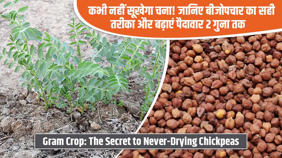कभी नहीं सूखेगा चना! जानिए बीजोपचार का सही तरीका और बढ़ाएं पैदावार 2 गुना तक