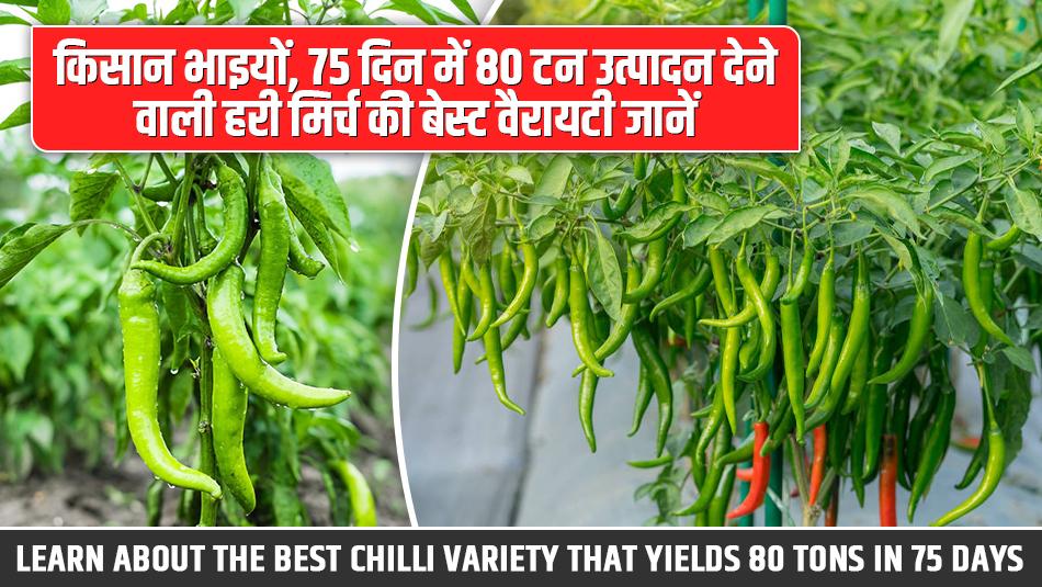Green chilli variety: किसान भाइयों, 75 दिन में 80 टन उत्पादन देने वाली हरी मिर्च की बेस्ट वैरायटी जानें!