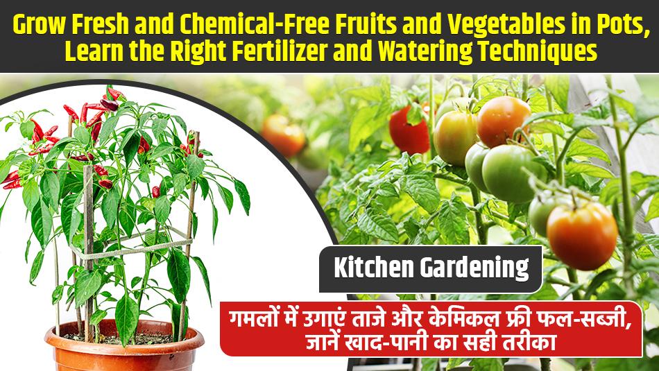 Kitchen Gardening: Grow Fresh and Chemical-Free Fruits and Vegetables in Pots, Learn the Right Fertilizer and Watering Techniques Kitchen Gardening: Grow Fresh and Chemical-Free Fruits and Vegetables in Pots, Learn the Right Fertilizer and Watering Techniques