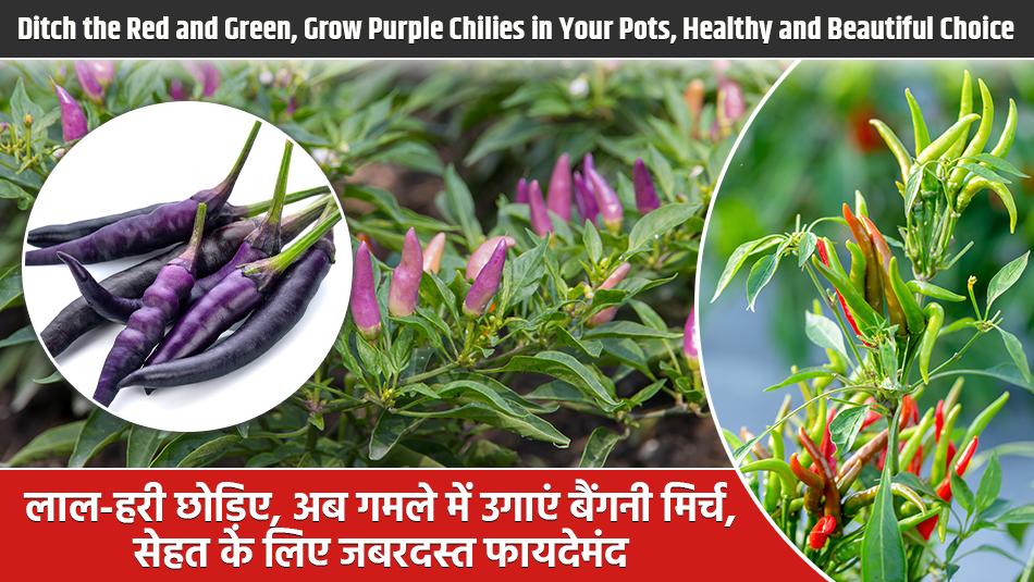 Ditch the Red and Green, Grow Purple Chilies in Your Pots, Healthy and Beautiful Choice Ditch the Red and Green, Grow Purple Chilies in Your Pots, Healthy and Beautiful Choice