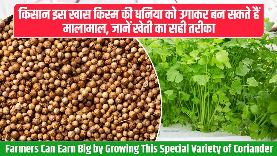 होम गार्डनिंग: अब बाजार से मसाले खरीदने की जरूरत नहीं! घर पर ही उगाएं ये 3 खास मसाले