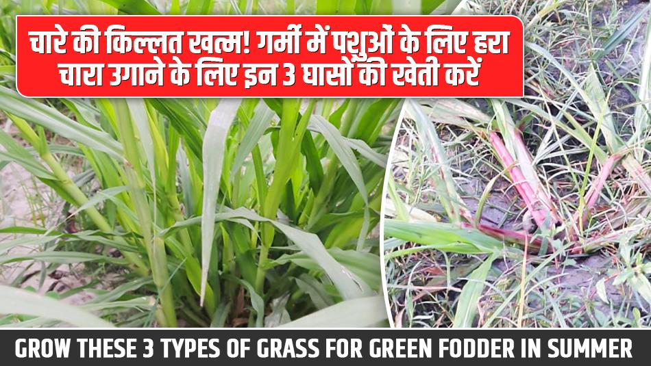 End Fodder Shortage! Grow These 3 Types of Grass for Green Fodder in Summer End Fodder Shortage! Grow These 3 Types of Grass for Green Fodder in Summer