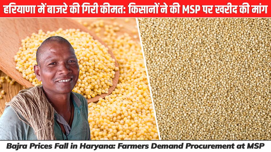 Bajra Prices Fall in Haryana: Farmers Demand Procurement at MSP