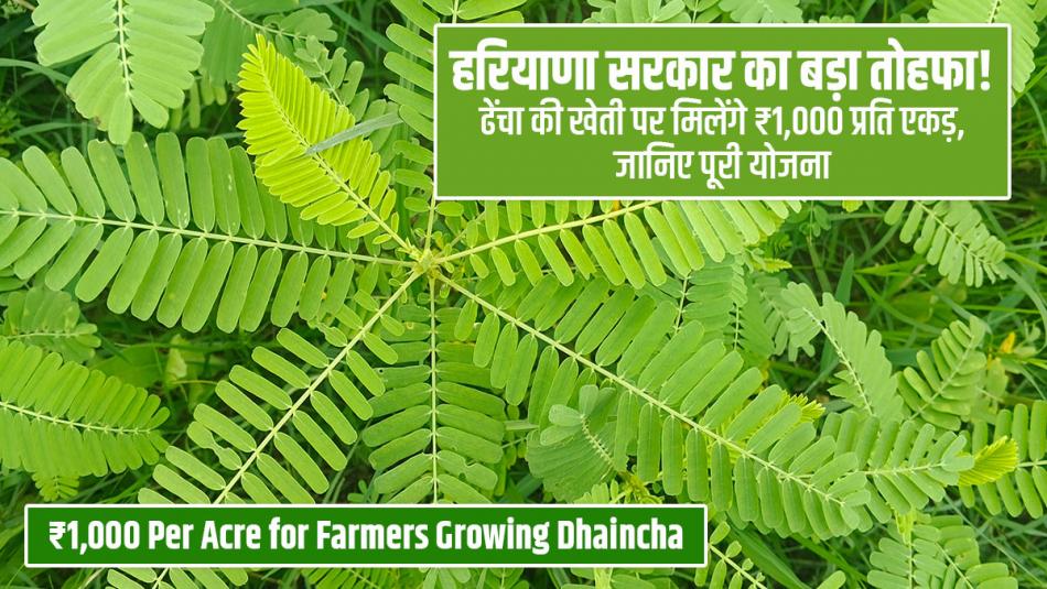 Big Gift from Haryana Government! ₹1,000 Per Acre for Farmers Growing Dhaincha – Know the Full Scheme