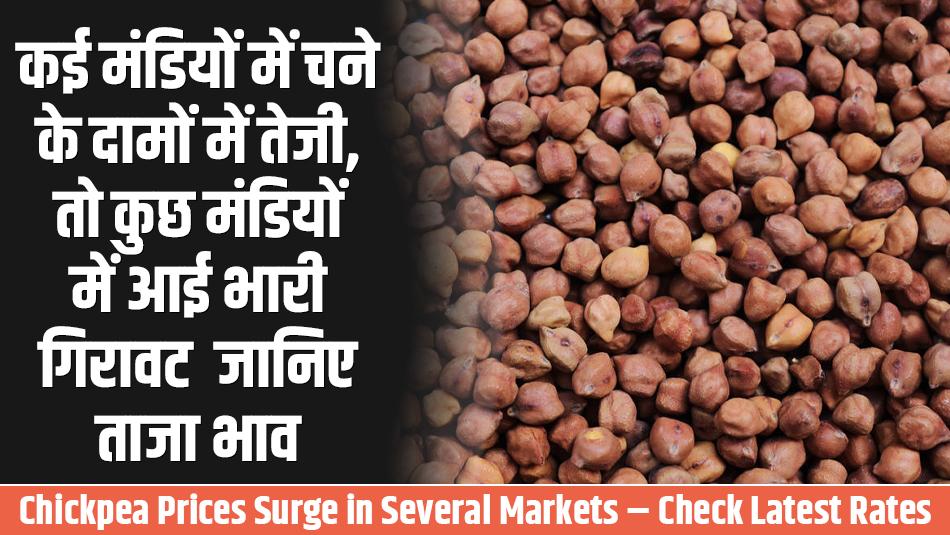 Chana Mandi Price: कई मंडियों में चने के दामों में तेजी, तो कुछ मंडियों में आई भारी गिरावट – जानिए ताजा भाव