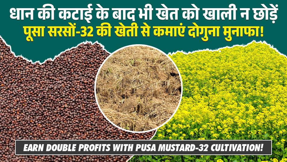 Don’t Leave Your Fields Empty After Paddy Harvest — Earn Double Profits with Pusa Mustard-32 Cultivation!