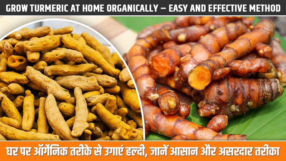 Grow Turmeric at Home Organically – Easy and Effective Method