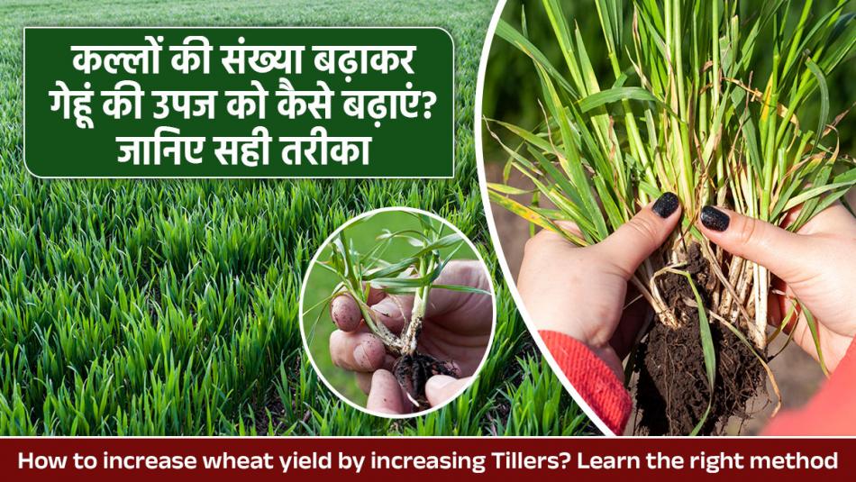 Apply This Spray on 2-Month-Old Wheat Crop for a Tremendous Yield Boost! Apply This Spray on 2-Month-Old Wheat Crop for a Tremendous Yield Boost!