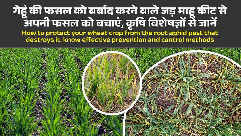 How to protect your wheat crop from the root aphid pest that destroys it. know effective prevention and control methods How to protect your wheat crop from the root aphid pest that destroys it. know effective prevention and control methods