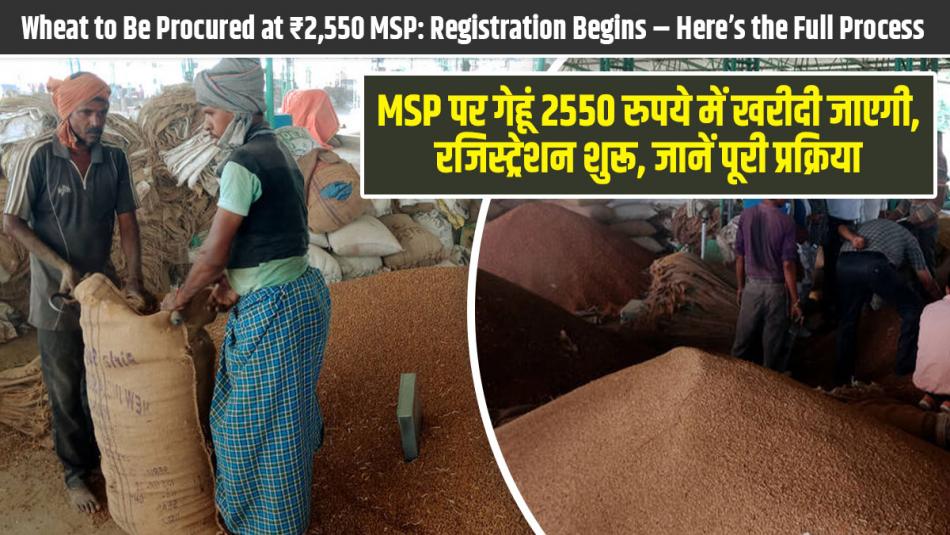 MSP पर गेहूं 2550 रुपये में खरीदी जाएगी, रजिस्ट्रेशन शुरू, जानें पूरी प्रक्रिया!