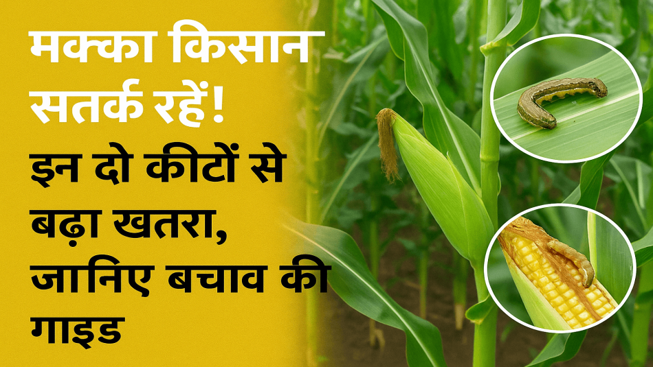 मक्के की फसल पर हमला कर रहे ये दो कीट – राहत पाने के लिए आज़माएं ये सटीक उपाय
