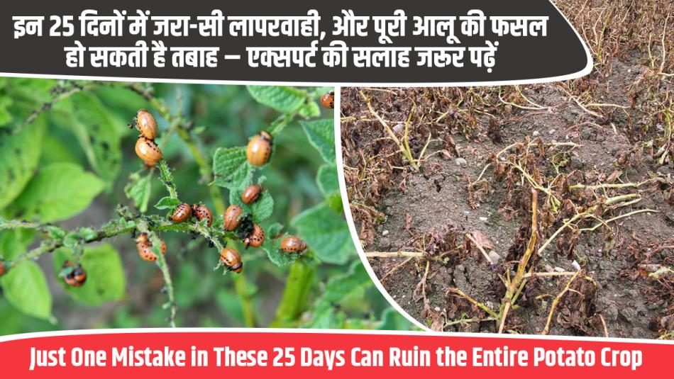 Aloo Farming Tips: Just One Mistake in These 25 Days Can Ruin the Entire Potato Crop – Read Expert Advice Carefully