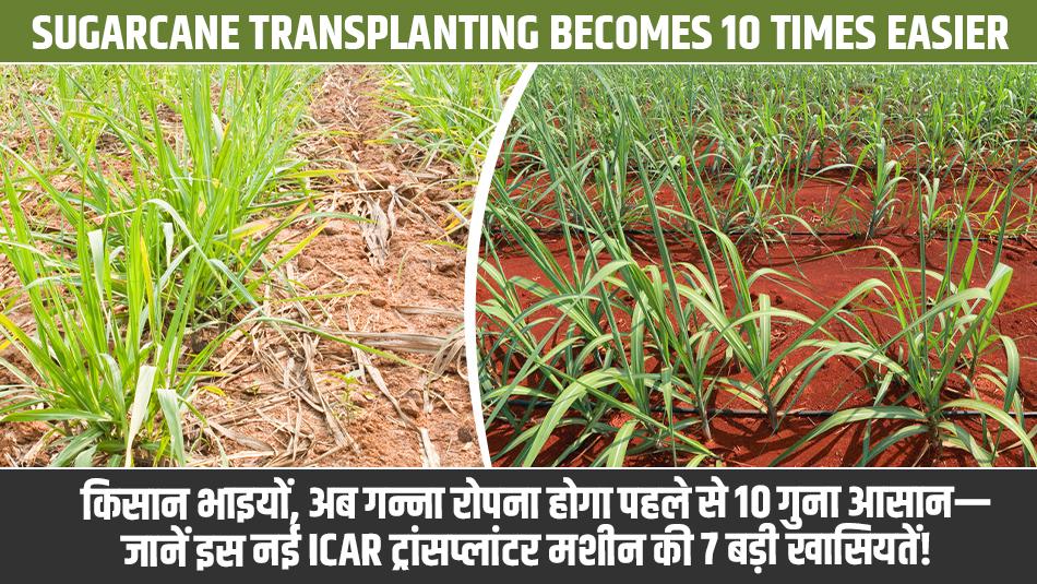 किसान भाइयों, अब गन्ना रोपना होगा पहले से 10 गुना आसान— जानें इस नई ICAR ट्रांसप्लांटर मशीन की 7 बड़ी खासियतें!