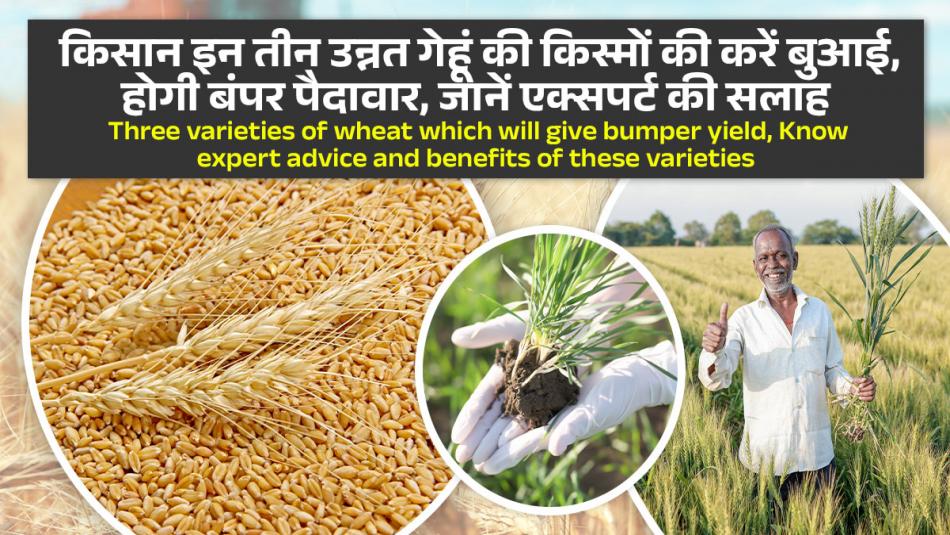 Three varieties of wheat which will give bumper yield, Know expert advice and benefits of these varieties Three varieties of wheat which will give bumper yield, Know expert advice and benefits of these varieties