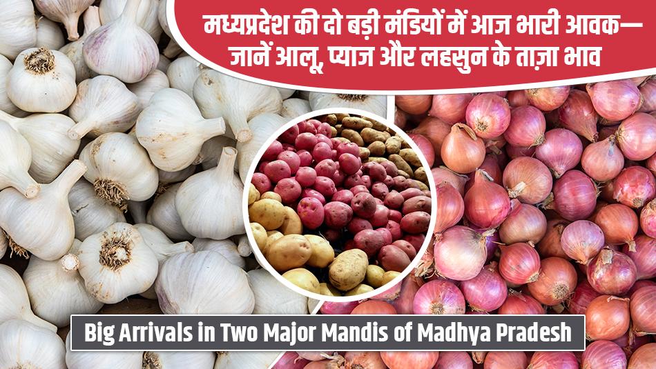 मंडी खबर