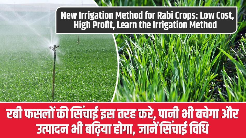 New Irrigation Method for Rabi Crops: Low Cost, High Profit, Learn the Irrigation Method New Irrigation Method for Rabi Crops: Low Cost, High Profit, Learn the Irrigation Method