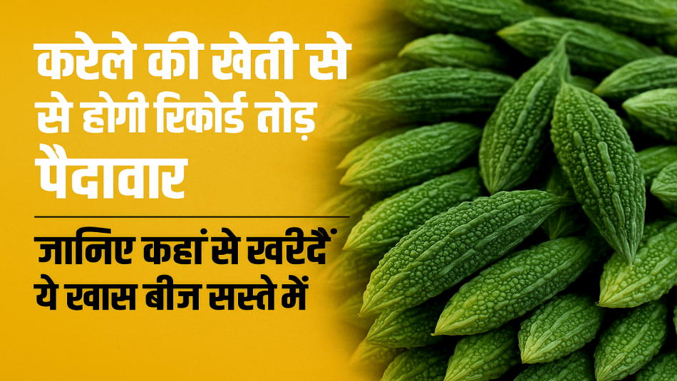 Record-Breaking Yield from Bitter Gourd Farming – Here's Where to Buy Quality Seeds at Low Prices