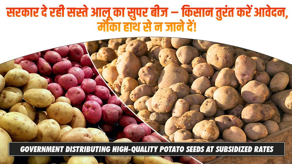 सरकार दे रही सस्ते आलू का सुपर बीज – किसान तुरंत करें आवेदन, मौका हाथ से न जाने दें!