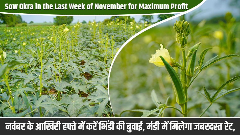 Sow Okra in the Last Week of November for Maximum Profit — Farmers Can Earn Premium Rates in the Market