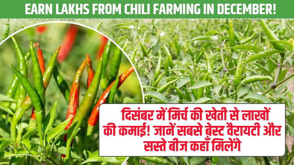 Earn Lakhs from Chili Farming in December! Know the Best Variety and Where to Get Affordable Seeds