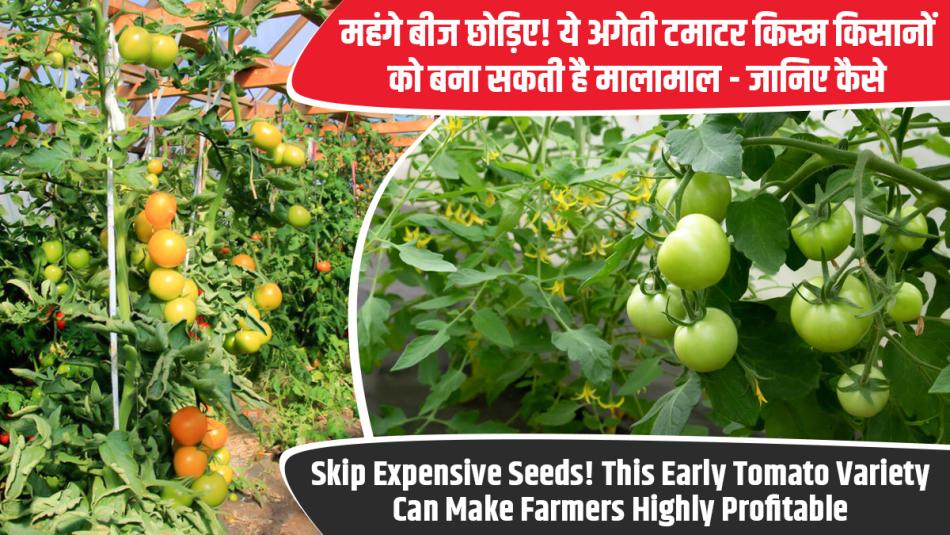 Skip Expensive Seeds! This Early Tomato Variety Can Make Farmers Highly Profitable — Here’s How