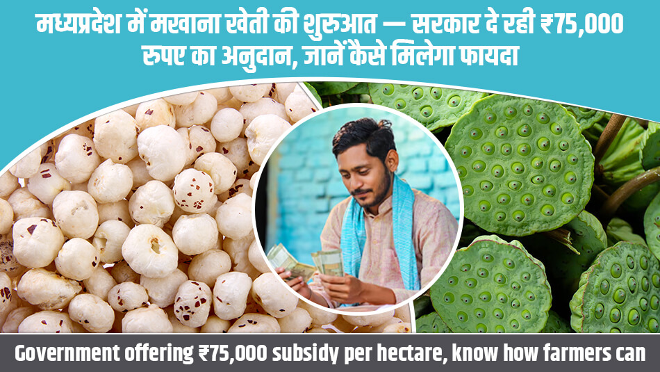 Madhya Pradesh begins Makhana cultivation — Government offering ₹75,000 subsidy per hectare, know how farmers can benefit