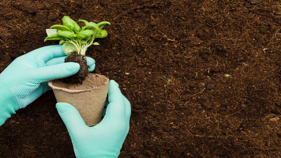 Make Organic Fertilizer at Home and Get Big Benefits from the Government – Here’s How to Apply