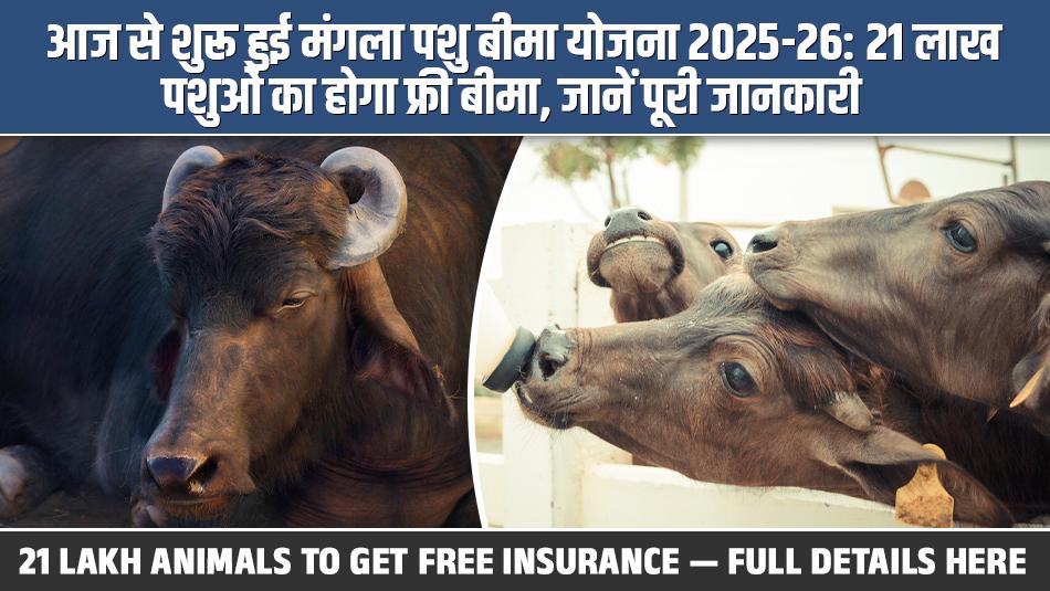 Mangala Pashu Bima Yojana 2025–26 Begins: 21 Lakh Animals to Get Free Insurance — Full Details Here