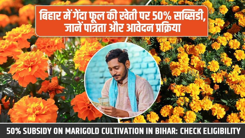 Marigold cultivation: बिहार में गेंदा फूल की खेती पर 50% सब्सिडी, जानें पात्रता और आवेदन प्रक्रिया