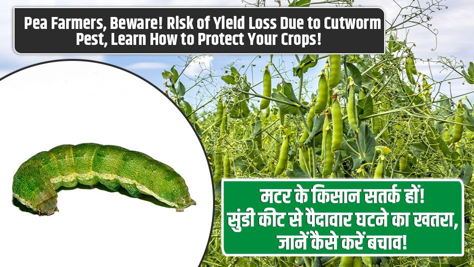 Pea Farmers, Beware! Risk of Yield Loss Due to Cutworm Pest, Learn How to Protect Your Crops! Pea Farmers, Beware! Risk of Yield Loss Due to Cutworm Pest, Learn How to Protect Your Crops!