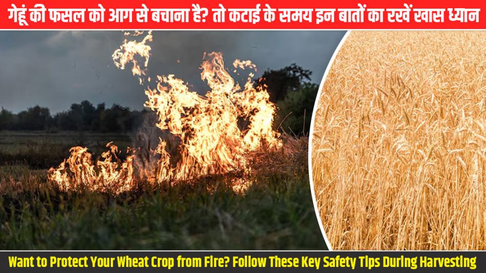 गेहूं की फसल को आग से बचाना है? तो कटाई के समय इन बातों का रखें खास ध्यान