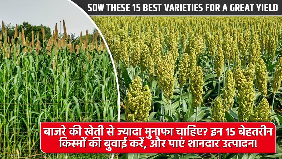Want More Profit from Millet Farming? Sow These 15 Best Varieties for a Great Yield! Want More Profit from Millet Farming? Sow These 15 Best Varieties for a Great Yield!