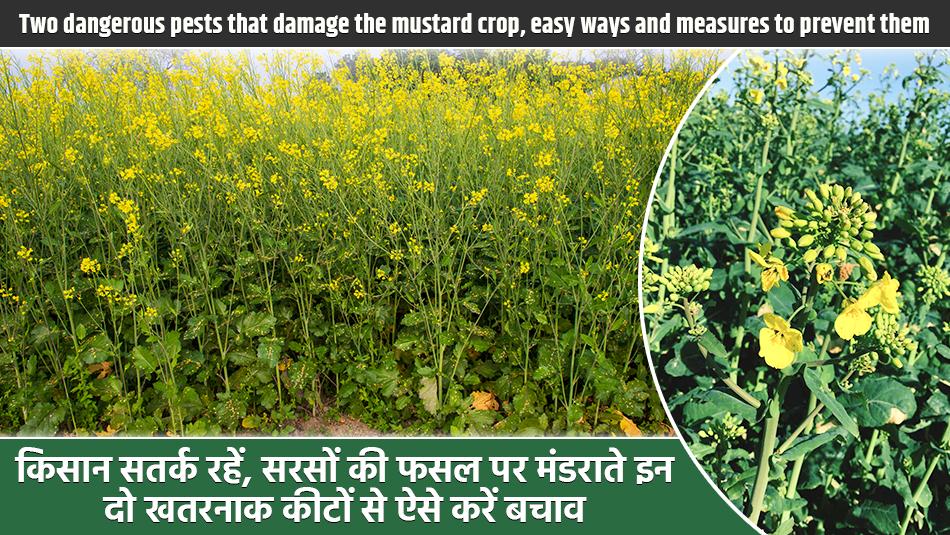 Mustard crop: किसान सतर्क रहें, सरसों की फसल पर मंडराते इन दो खतरनाक कीटों से ऐसे करें बचाव