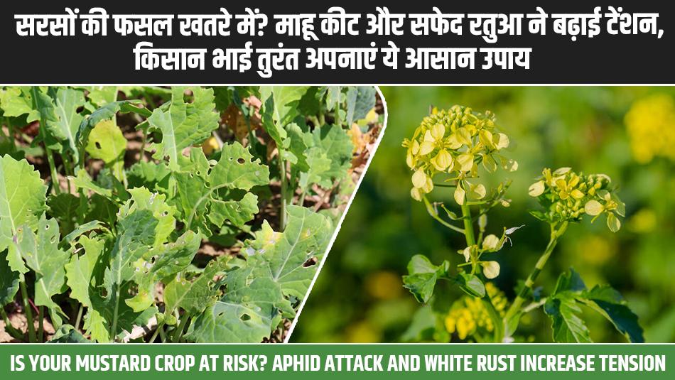 सरसों की फसल खतरे में? माहू कीट और सफेद रतुआ ने बढ़ाई टेंशन, किसान भाई तुरंत अपनाएं ये आसान उपाय