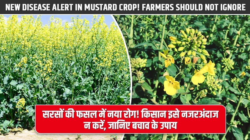 New Disease Alert in Mustard Crop! Farmers Should Not Ignore — Prevention and Control Measures