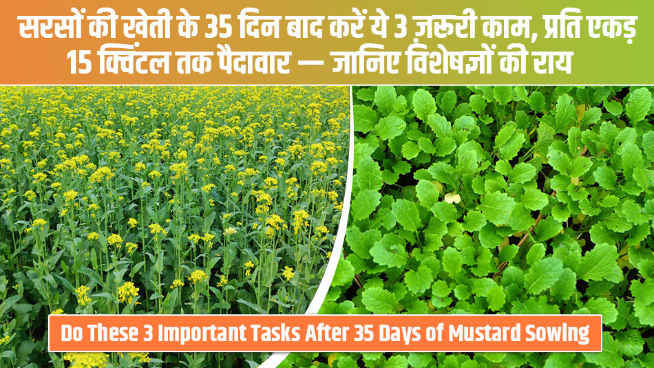सरसों की खेती के 35 दिन बाद करें ये 3 ज़रूरी काम, प्रति एकड़ 15 क्विंटल तक पैदावार — जानिए विशेषज्ञों की राय