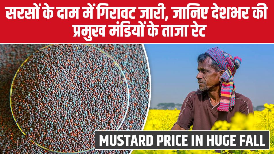 Sarso Mandi Bhav: सरसों के दाम में गिरावट जारी, जानिए देशभर की प्रमुख मंडियों के ताजा रेट