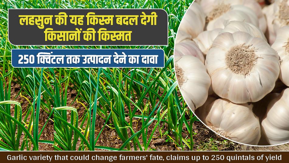 Garlic variety that could change farmers' fate, claims up to 250 quintals of yield Garlic variety that could change farmers' fate, claims up to 250 quintals of yield