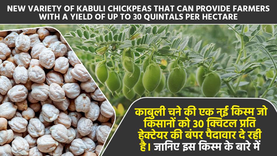 Kabuli chickpea variety: काबुली चने की एक नई किस्म जो किसानों को 30 क्विंटल प्रति हेक्टेयर की बंपर पैदावार दे रही है। जानिए इस किस्म के बारे में