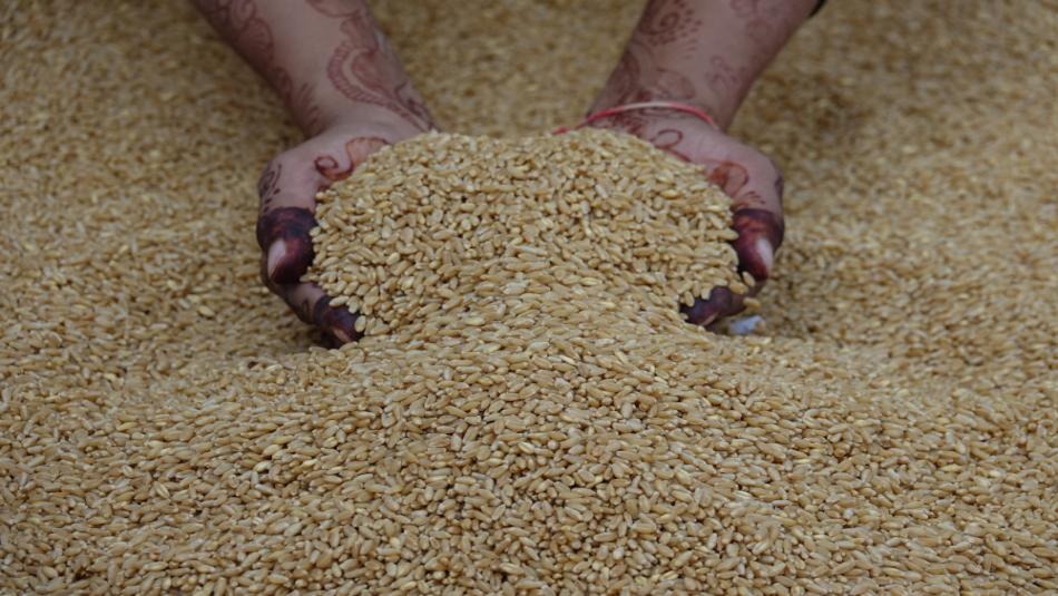 Big Announcement from UP Govt, Sell Up to 100 Quintals of Wheat Without Any Hassles — Just Do This One Thing Big Announcement from UP Govt, Sell Up to 100 Quintals of Wheat Without Any Hassles — Just Do This One Thing