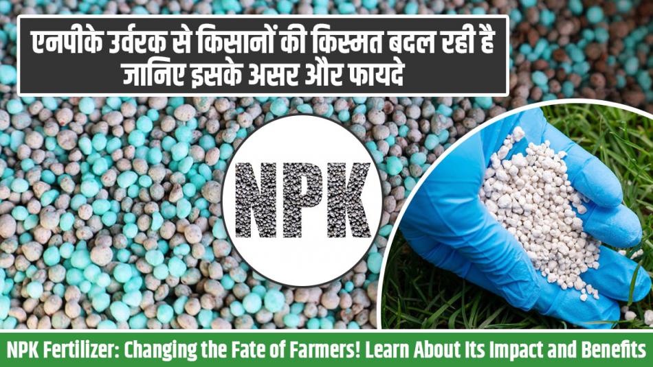 NPK Fertilizer: एनपीके उर्वरक से किसानों की किस्मत बदल रही है, जानिए इसके असर और फायदे