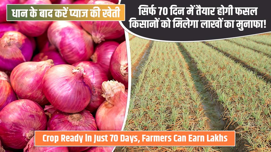 Grow Onions After Rice Harvest: Crop Ready in Just 70 Days, Farmers Can Earn Lakhs Grow Onions After Rice Harvest: Crop Ready in Just 70 Days, Farmers Can Earn Lakhs