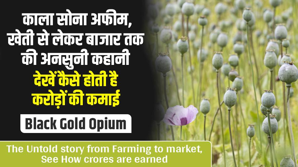 Opium Farming: काला सोना अफीम, खेती से लेकर बाजार तक की अनसुनी कहानी, देखें कैसे होती है करोड़ों की कमाई