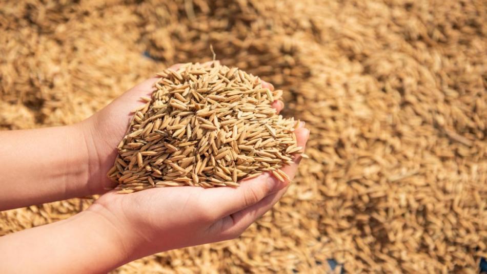 Good News for Paddy Farmers! Find Out When and How You Will Receive ₹2,000 Per Hectare Good News for Paddy Farmers! Find Out When and How You Will Receive ₹2,000 Per Hectare