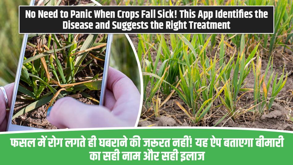 No Need to Panic When Crops Fall Sick! This App Identifies the Disease and Suggests the Right Treatment