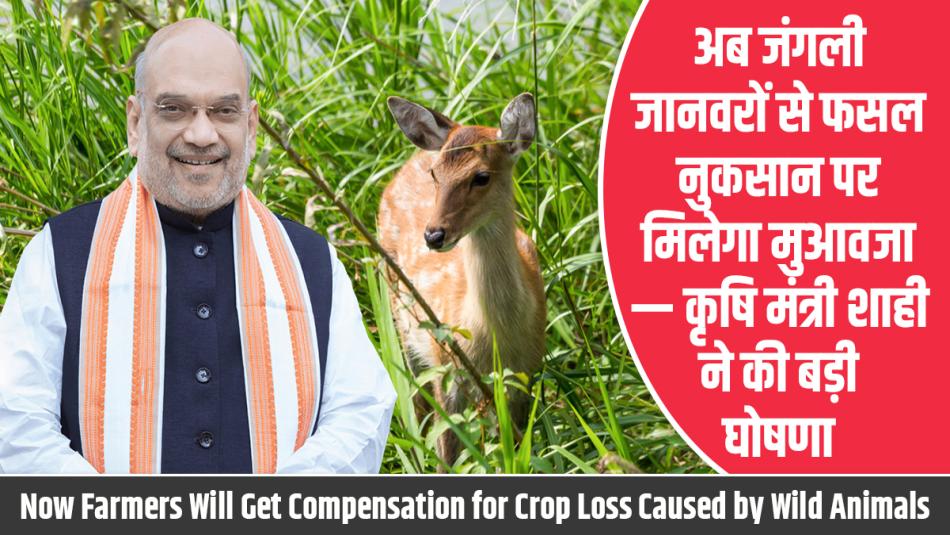 Now Farmers Will Get Compensation for Crop Loss Caused by Wild Animals — Major Announcement by Agriculture Minister Shahi
