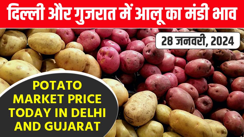 Potato market price today in Delhi and Gujarat on (January 28, 2024)