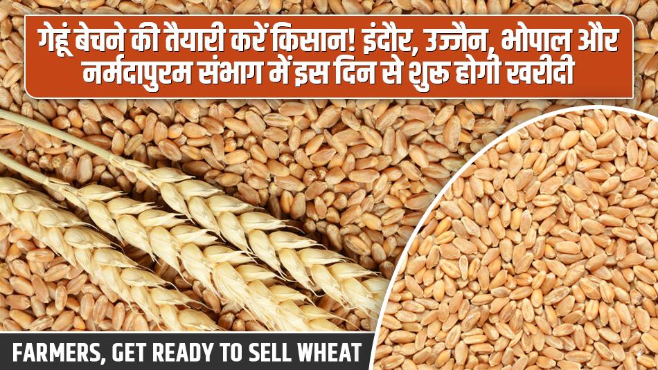 Farmers, Get Ready to Sell Wheat! Procurement to Begin in Indore, Ujjain, Bhopal, and Narmadapuram from This Date Farmers, Get Ready to Sell Wheat! Procurement to Begin in Indore, Ujjain, Bhopal, and Narmadapuram from This Date
