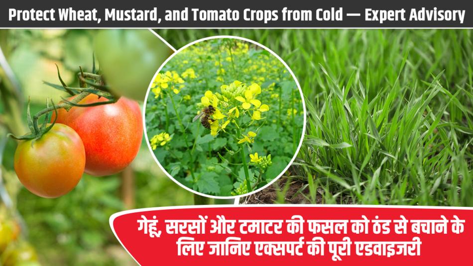 Protect Wheat, Mustard, and Tomato Crops from Cold — Expert Advisory